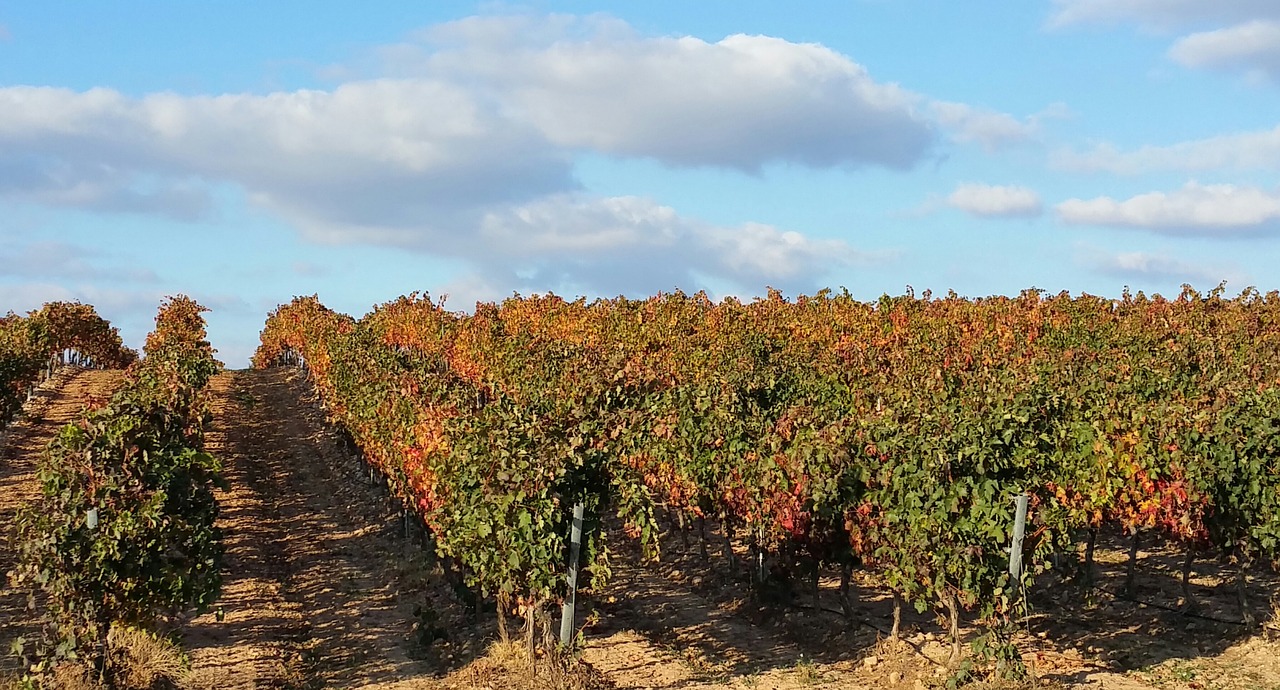 Vynuogynas, Rioja, La Rioja, Lyng, Nemokamos Nuotraukos,  Nemokama Licenzija