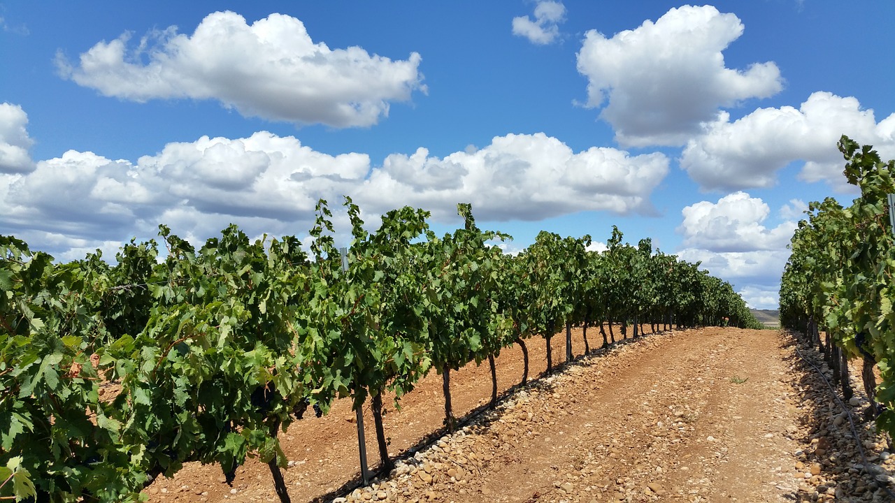 Vynuogynas, Laukai, La Rioja, Debesys, Nemokamos Nuotraukos,  Nemokama Licenzija