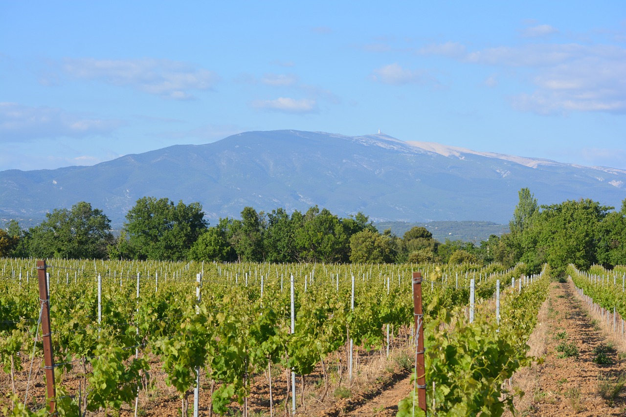 Vynuogynas, Kraštovaizdis, Vaizdas, Gamta, Mont Ventoux, Panorama, Kalnai, Šventė, Nemokamos Nuotraukos,  Nemokama Licenzija