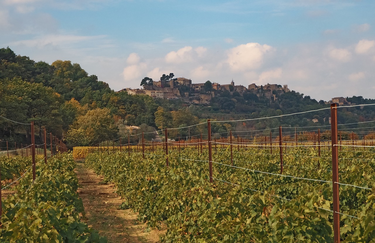 Vynuogynas, Vynas, Vynuogių Auginimas, Kraštovaizdis, Provence, Nemokamos Nuotraukos,  Nemokama Licenzija