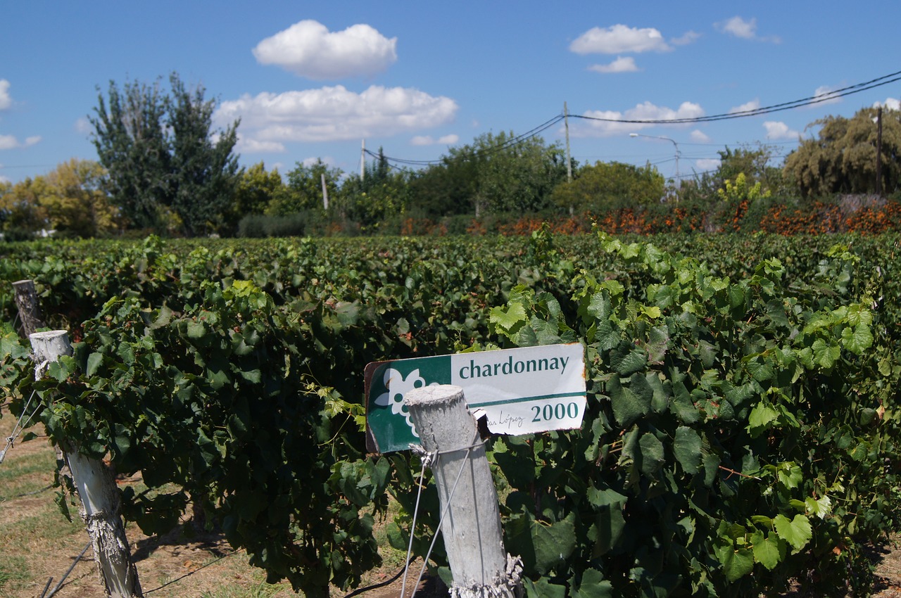 Vynuogynas, Mendoza, Vynas, Chardonnay, Nemokamos Nuotraukos,  Nemokama Licenzija