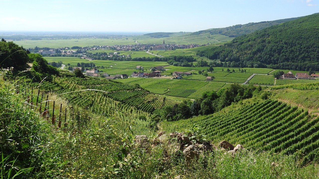 Vynuogynas, France, Alsace, Vasaros Kraštovaizdis, Vynuogininkystė, Nemokamos Nuotraukos,  Nemokama Licenzija