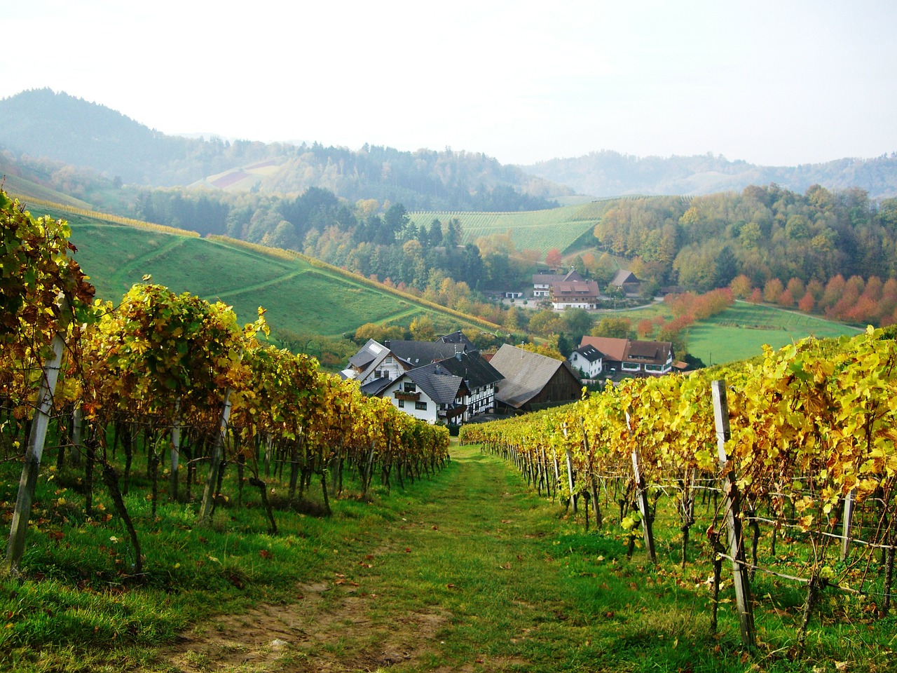 Vynuogynas, Oberkirch, Bottenau, Schlatten, Švelnus Hof, Ortenau, Ruduo, Auksinis Spalio Mėn ., Nemokamos Nuotraukos,  Nemokama Licenzija