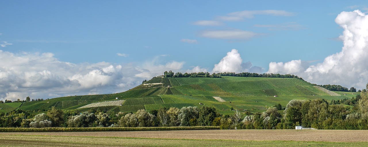 Vynuogynas, Laukai, Vynas, Dangus, Vasaros Pabaigoje, Neckarsulm, Baden Württemberg, Vokietija, Panorama, Drovus Kalnas