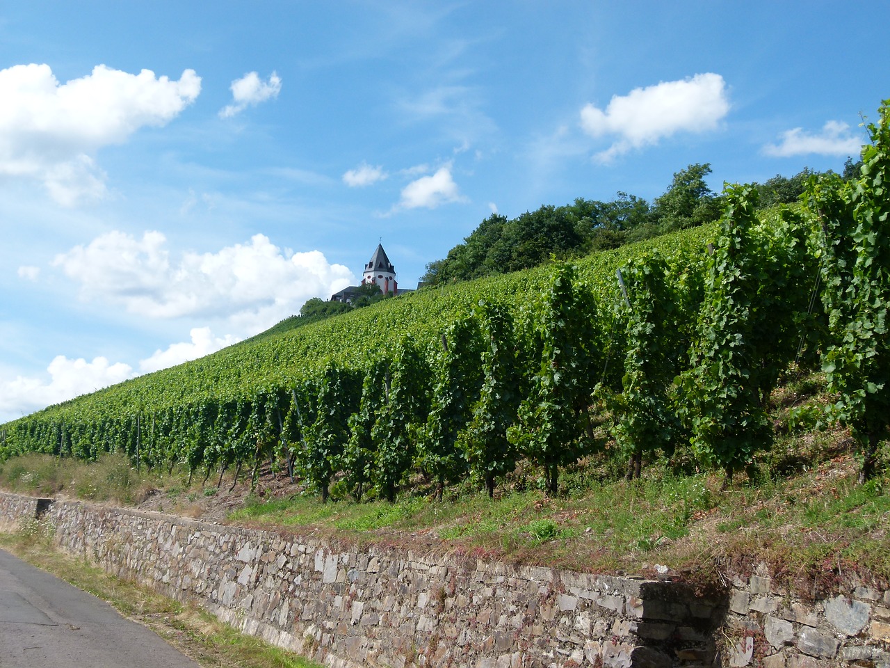 Vynuogynas, Vynas, Mosel, Malborko Pilis, Ląstelė, Vynuogių Auginimas, Vyno Gamintojas, Kraštovaizdis, Nemokamos Nuotraukos,  Nemokama Licenzija