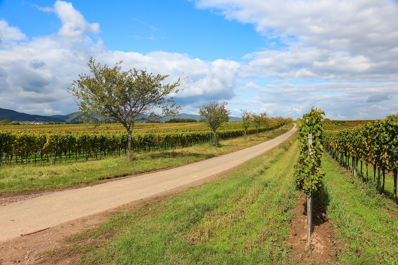 Vynuogynas, Vynas, Vynuogynai, Toli, Rudens Spalvos, Vintage, Vynuogynų Kraštovaizdis, Ruduo, Nemokamos Nuotraukos,  Nemokama Licenzija