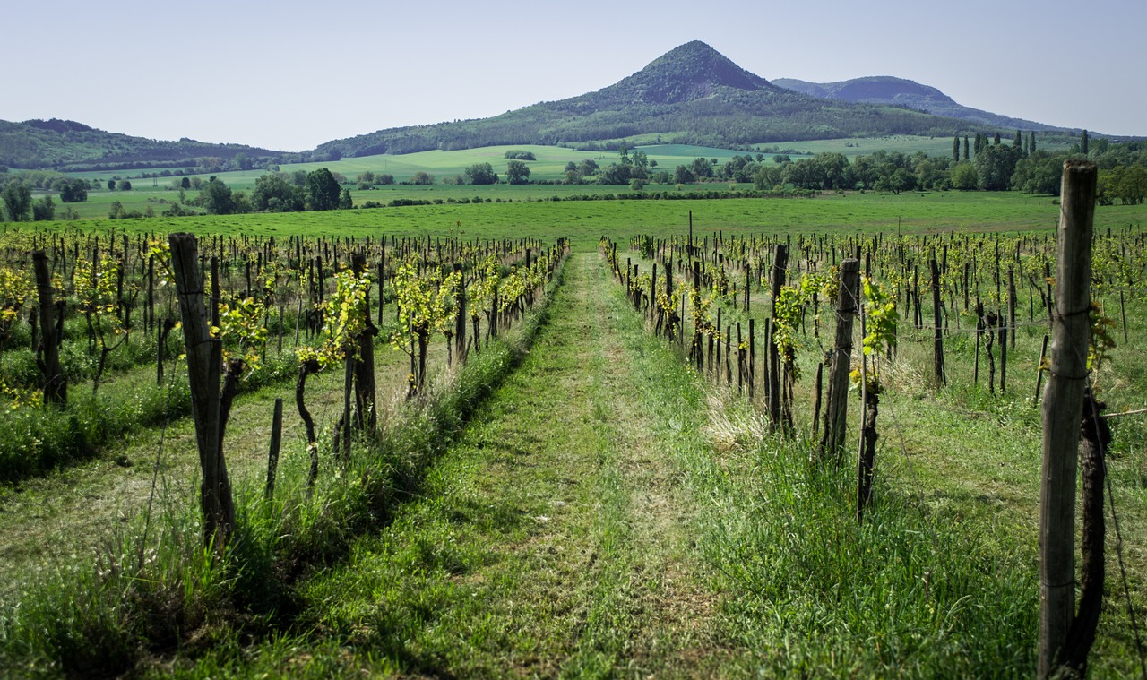 Vynuogynas,  Kalnų,  Žalias,  Mėlyna,  Kraštovaizdis,  Pobūdį,  Vyno,  Dangus,  Panorama,  Vengrija