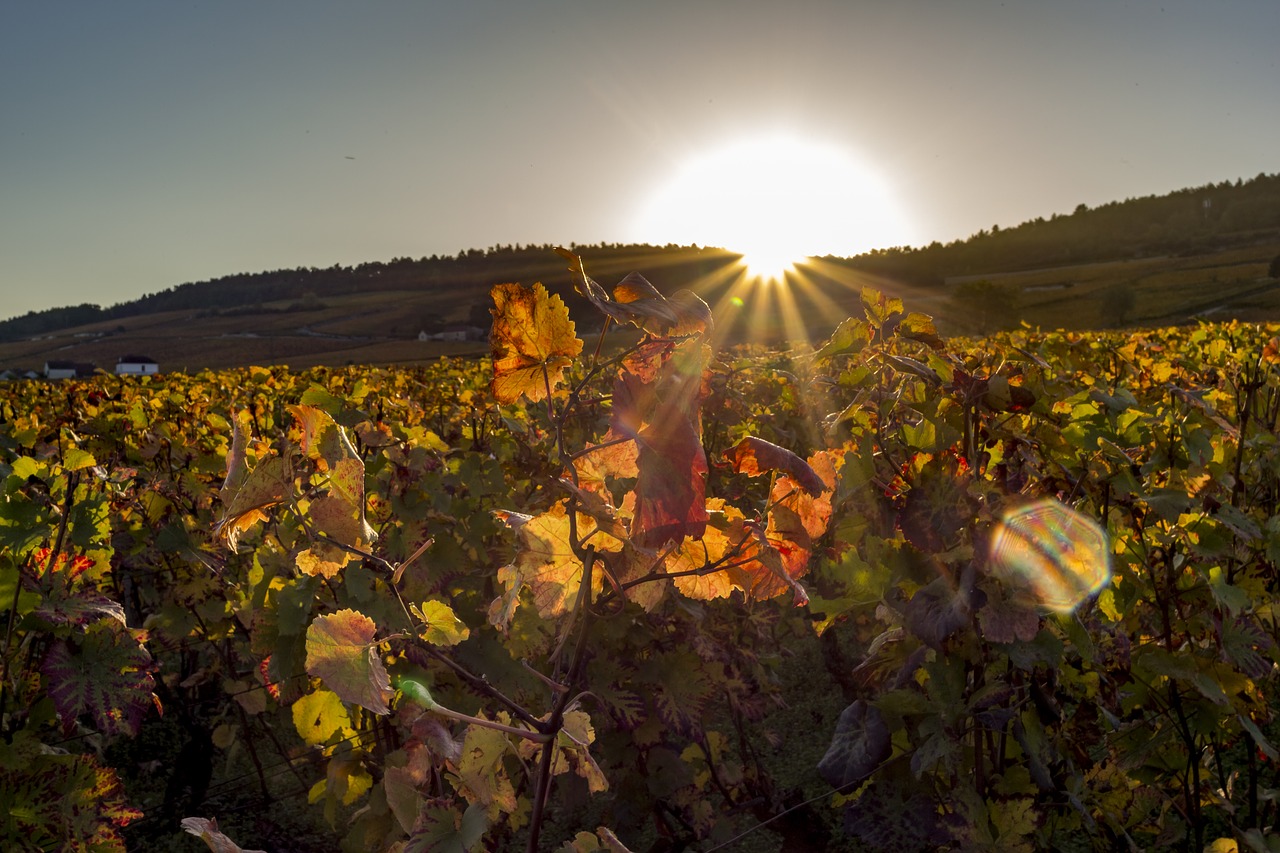 Vynuogynas,  Bordo,  Pobūdį,  Lapai,  Sunrise,  Saulėlydis, Nemokamos Nuotraukos,  Nemokama Licenzija