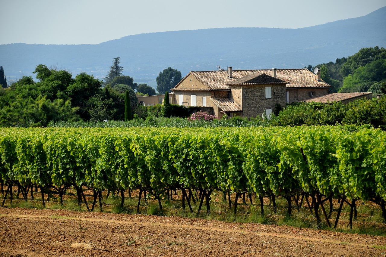 Vynuogynas,  Vynuogės,  Winery, Nemokamos Nuotraukos,  Nemokama Licenzija