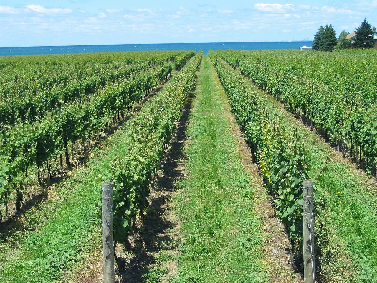 Vynuogynas, Vynuogė, Vynuogynai, Eilutės, Vynuogių, Vasara, Vynuogininkystė, Ūkininkavimas, Niagara-On-The-Lake, Ontarijas