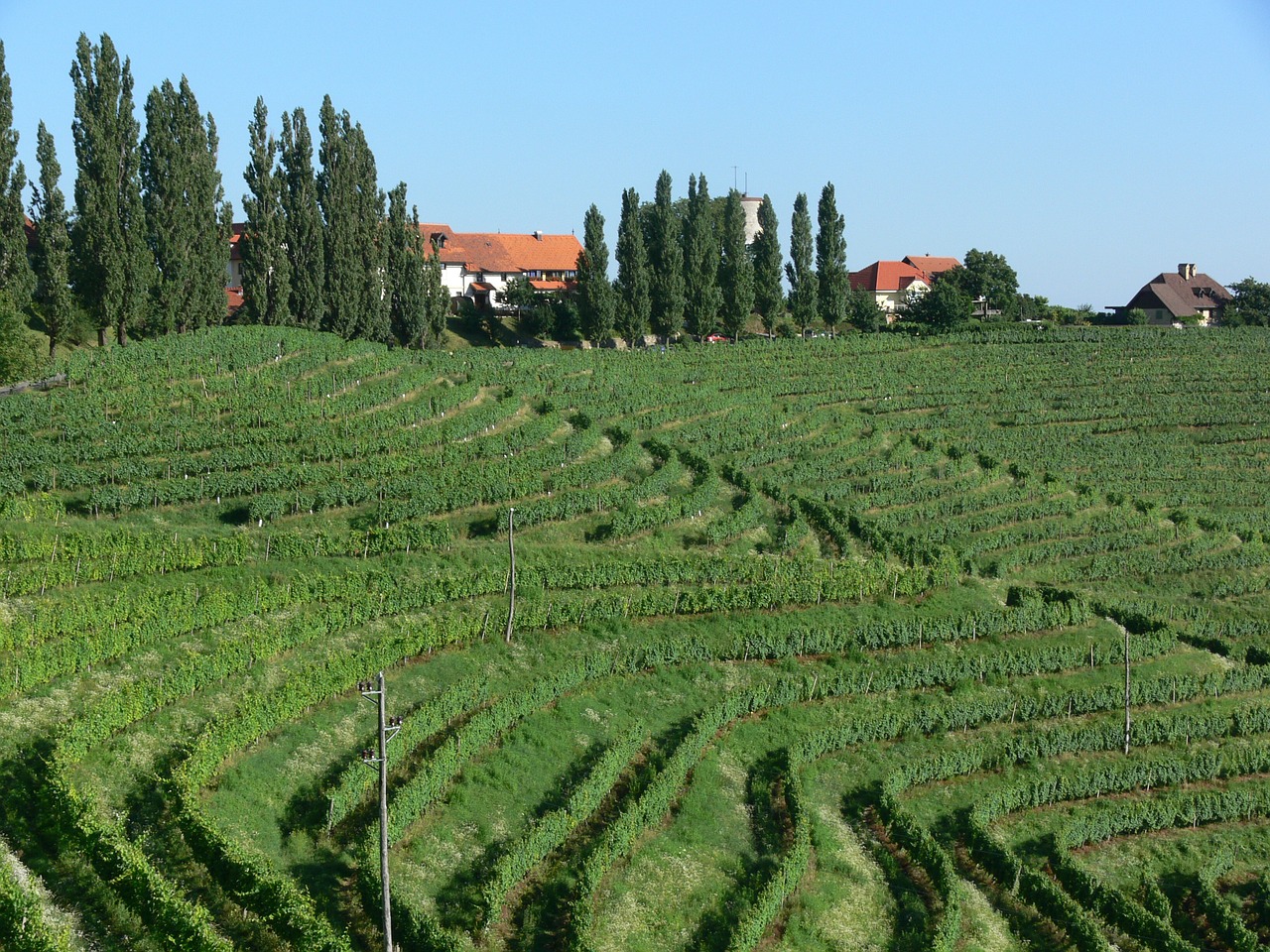 Vynuogynas, Gamta, Žalias, Nemokamos Nuotraukos,  Nemokama Licenzija