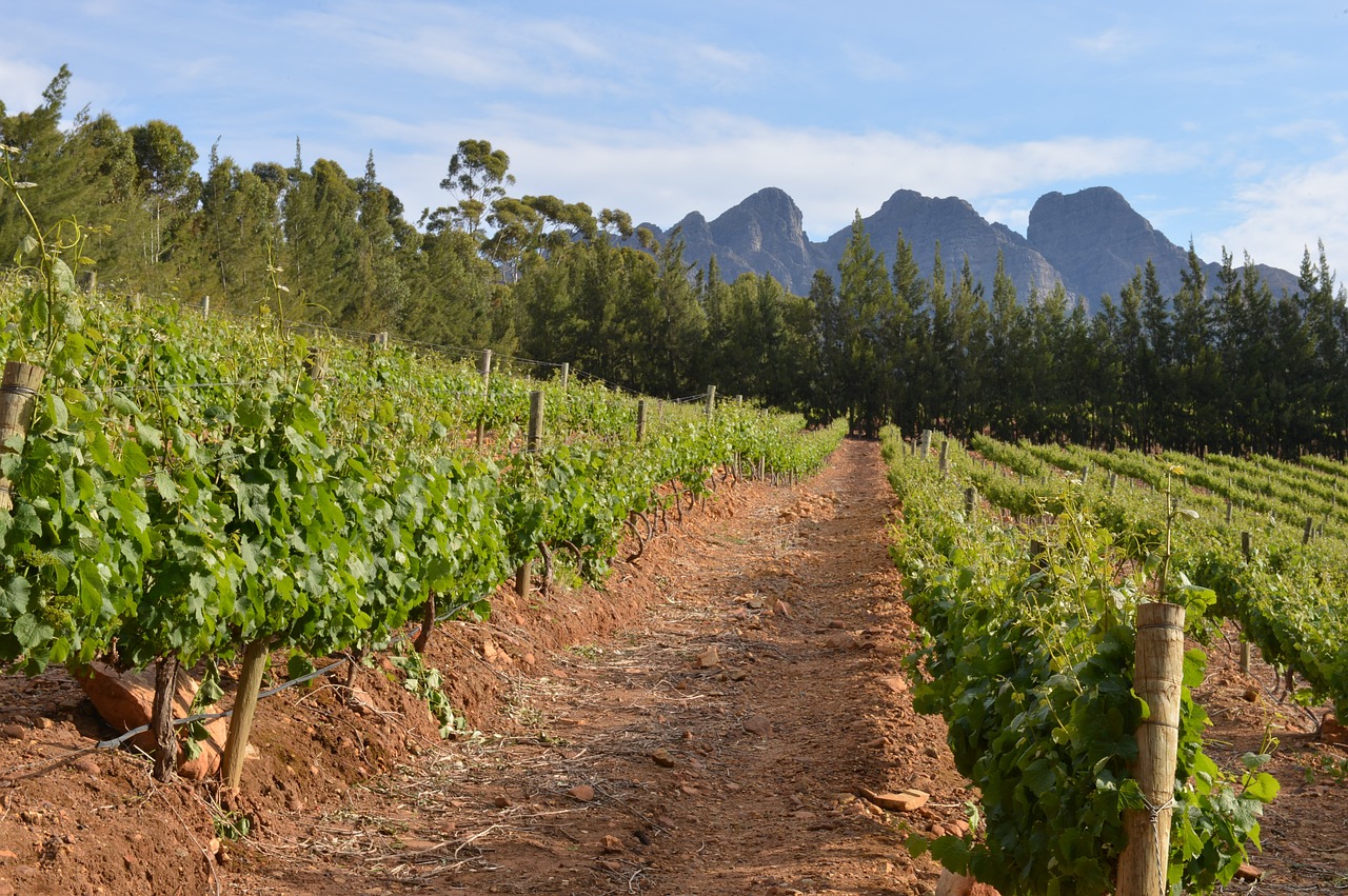 Vynuogynas, Cape Town, Pietų Afrika, Vynuogynai, Kraštovaizdis, Nemokamos Nuotraukos,  Nemokama Licenzija