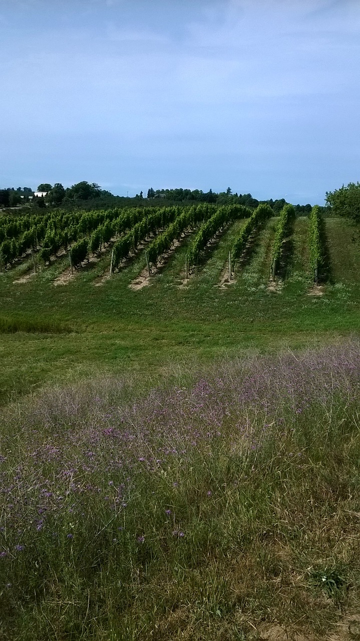 Vynuogynas, Vasara, Žemdirbystė, Kaimas, Vynas, Šalis, Vaizdingas, Vynuogė, Vyno Fabrikas, Kaimas