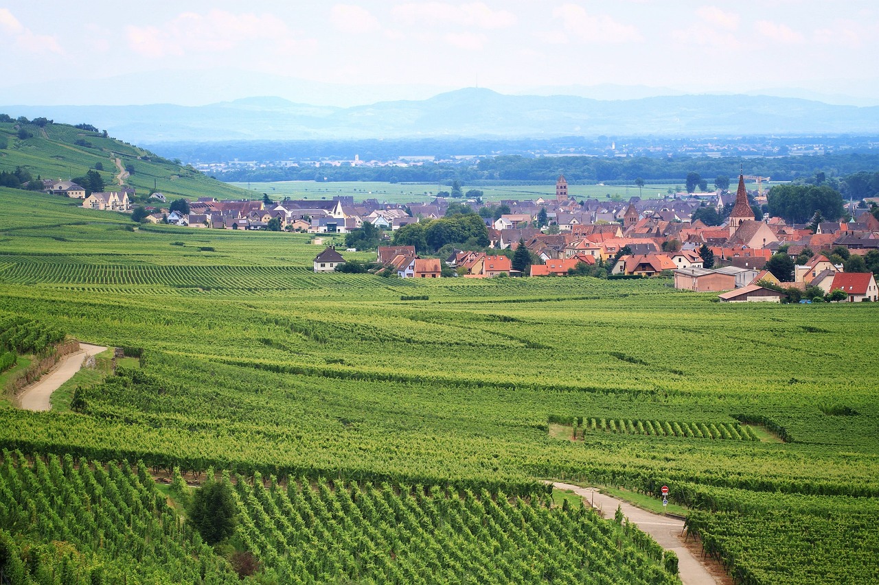Vynuogynas,  France,  Žemdirbystė,  Vynmedis,  Vaizdingas,  Laukas,  Alsace, Nemokamos Nuotraukos,  Nemokama Licenzija