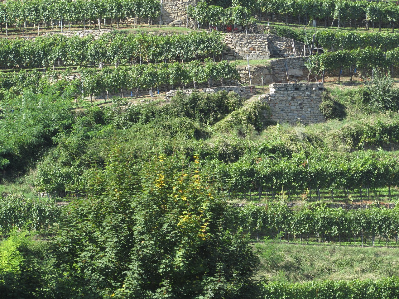 Vynuogynas, Nuolydis, Danubės Slėnis, Wachau, Austria, Nemokamos Nuotraukos,  Nemokama Licenzija