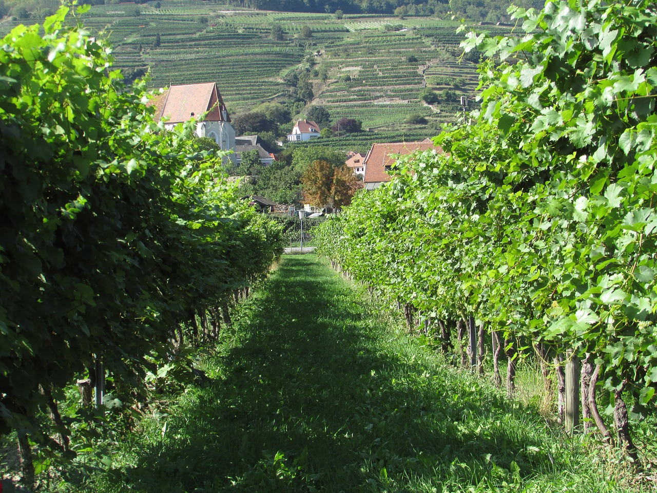 Vynuogynas, Wachau, Austria, Danube, Vynas, Nemokamos Nuotraukos,  Nemokama Licenzija