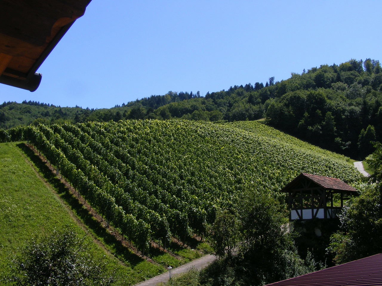 Vynuogyno Vynas, Durbach, Juodasis Miškas, Vynuogynai, Nemokamos Nuotraukos,  Nemokama Licenzija