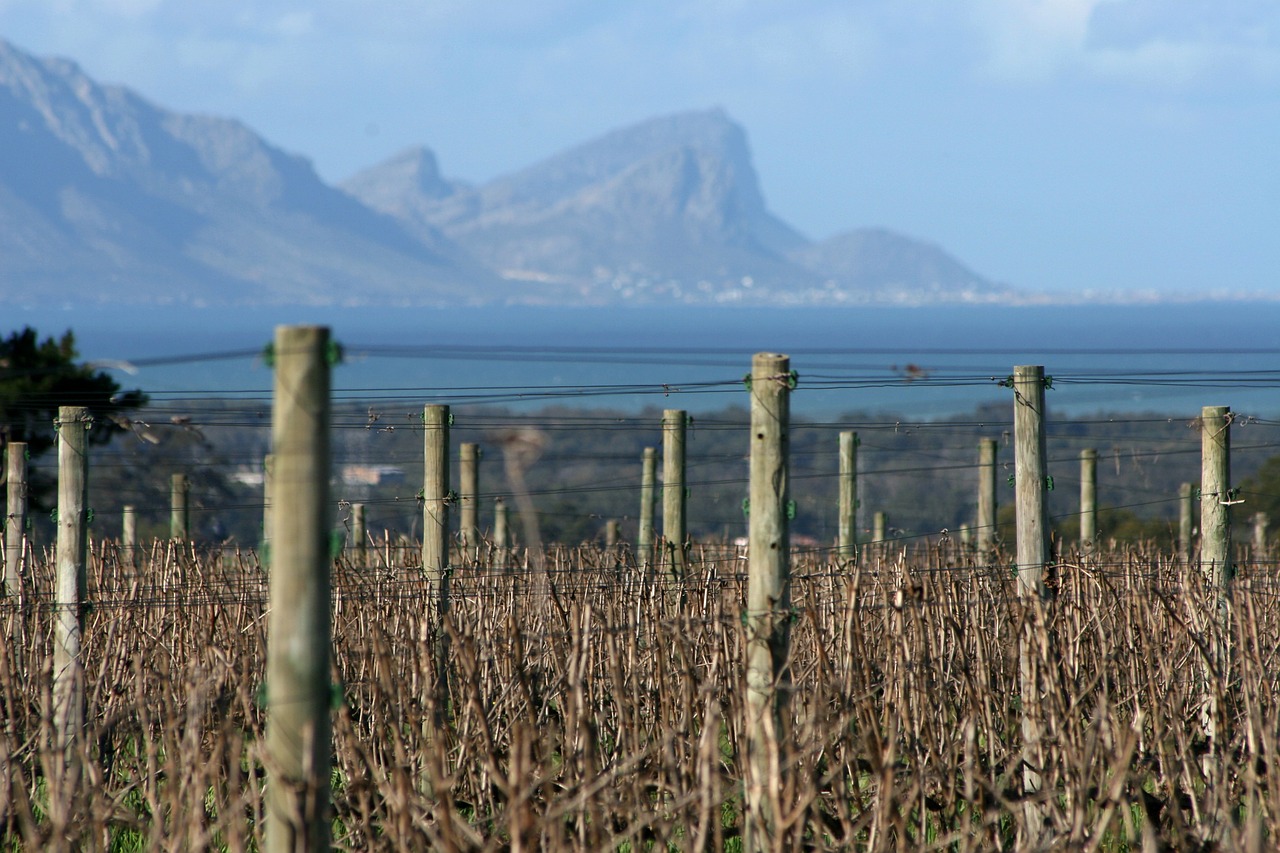 Vynuogynai, Jūra, Vynas, Stellenbosch, Pietų Afrika, Vynuogynas, Vynmedis, Žemdirbystė, Vynuogė, Laukas