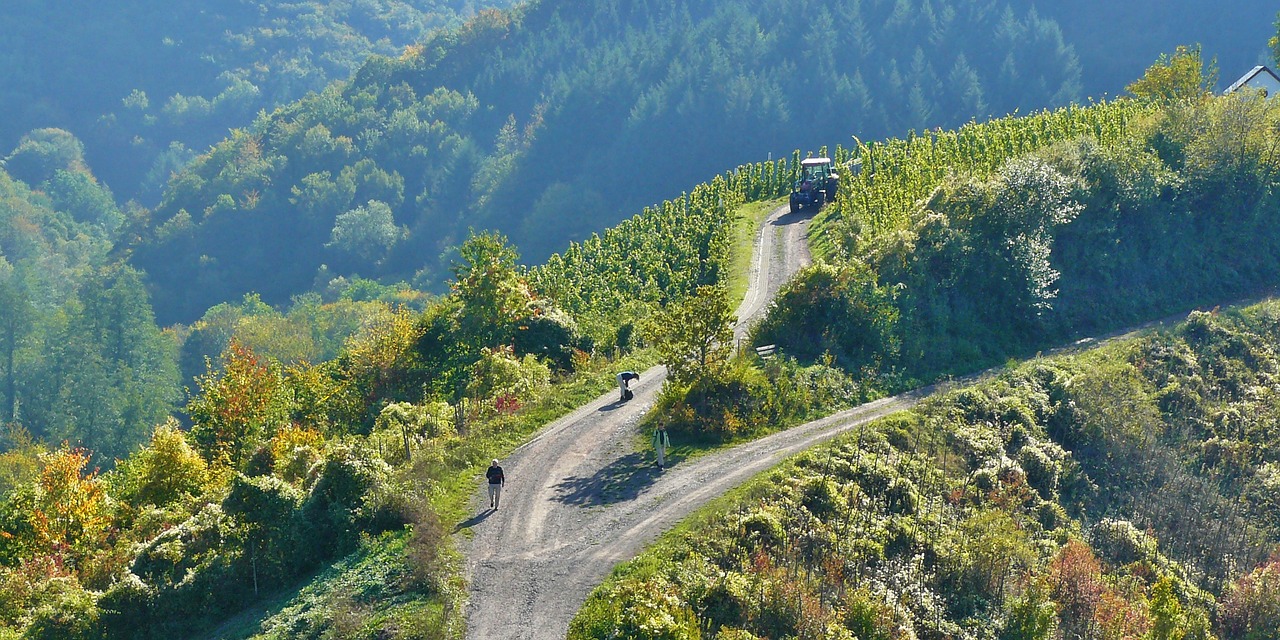 Vynuogynai, Vintage, Vynuogynai, Vyno Derlius, Mosel, Kalnuotas, Traktorius, Kelionė, Daugiau, Žygiai