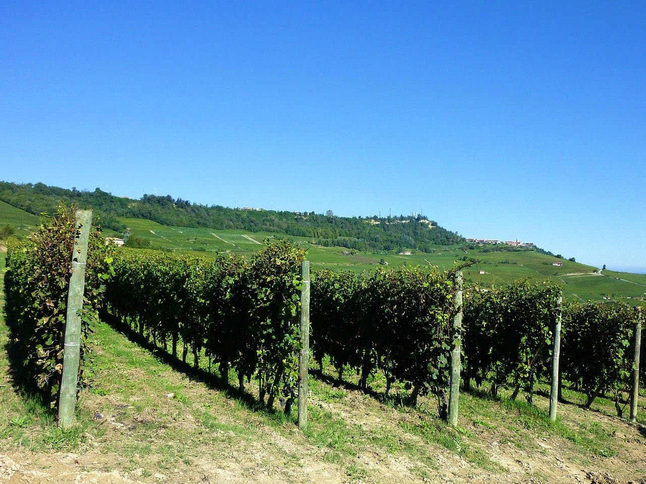 Vynuogynai, Vynuogynai, Italy, Barolo, Žemdirbystė, Piemonte, Kaimas, Žalias, Vynuogininkystė, Lauke