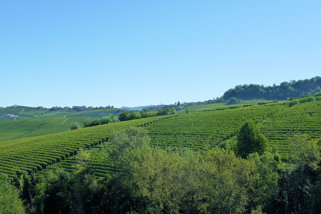 Vynuogynai, Italy, Barolo, Vynuogynai, Žemdirbystė, Piemonte, Kaimas, Žalias, Vynuogininkystė, Lauke