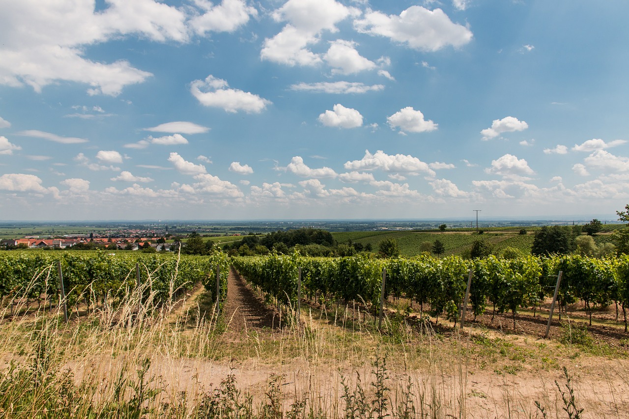 Vynuogynai, Maik Bunting, Vynuogynai, Pajamos, Vynas, Sachsen, Vynmedis, Kraštovaizdis, Augalas, Žemdirbystė