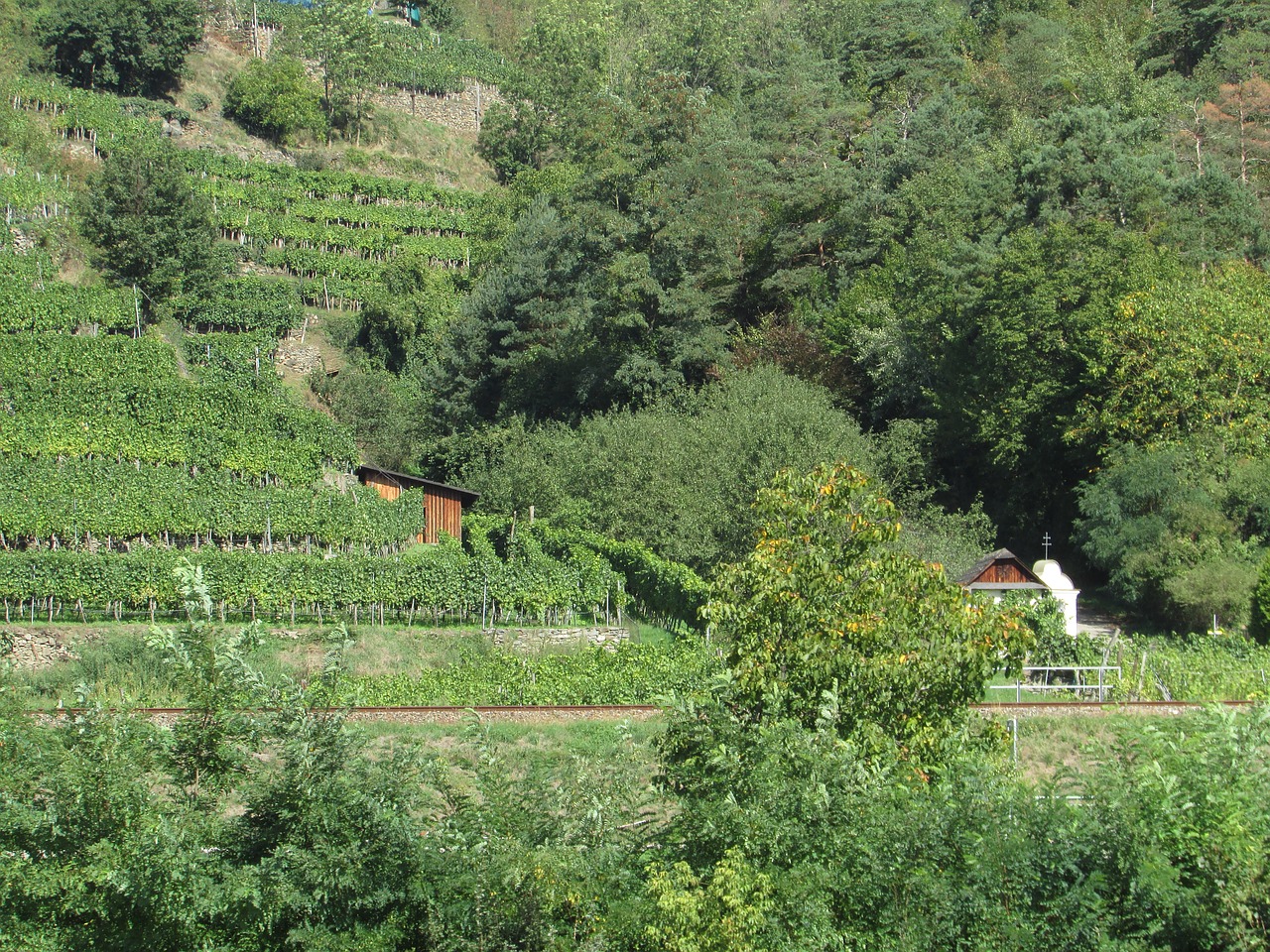 Vynuogynai, Wachau, Austria, Danube Regionas, Nemokamos Nuotraukos,  Nemokama Licenzija