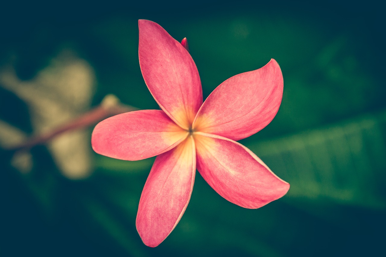 Plumeria, Vintage, Frangipani, Gėlė, Fonas, Gėlių, Gražus, Senas, Retro, Gamta