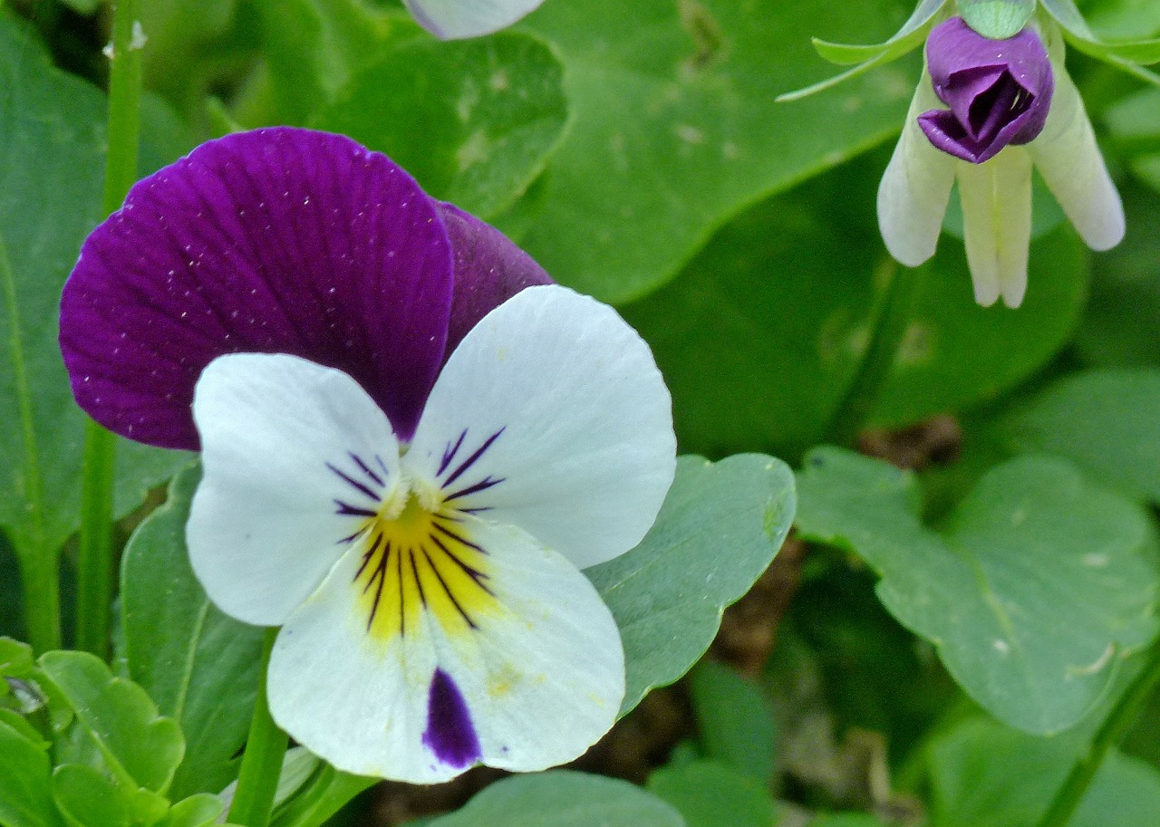 Altas, Pansy, Gėlė, Sodo Skėtis, Gėlės, Budas, Rožinis, Balta, Iš Arti, Vasara