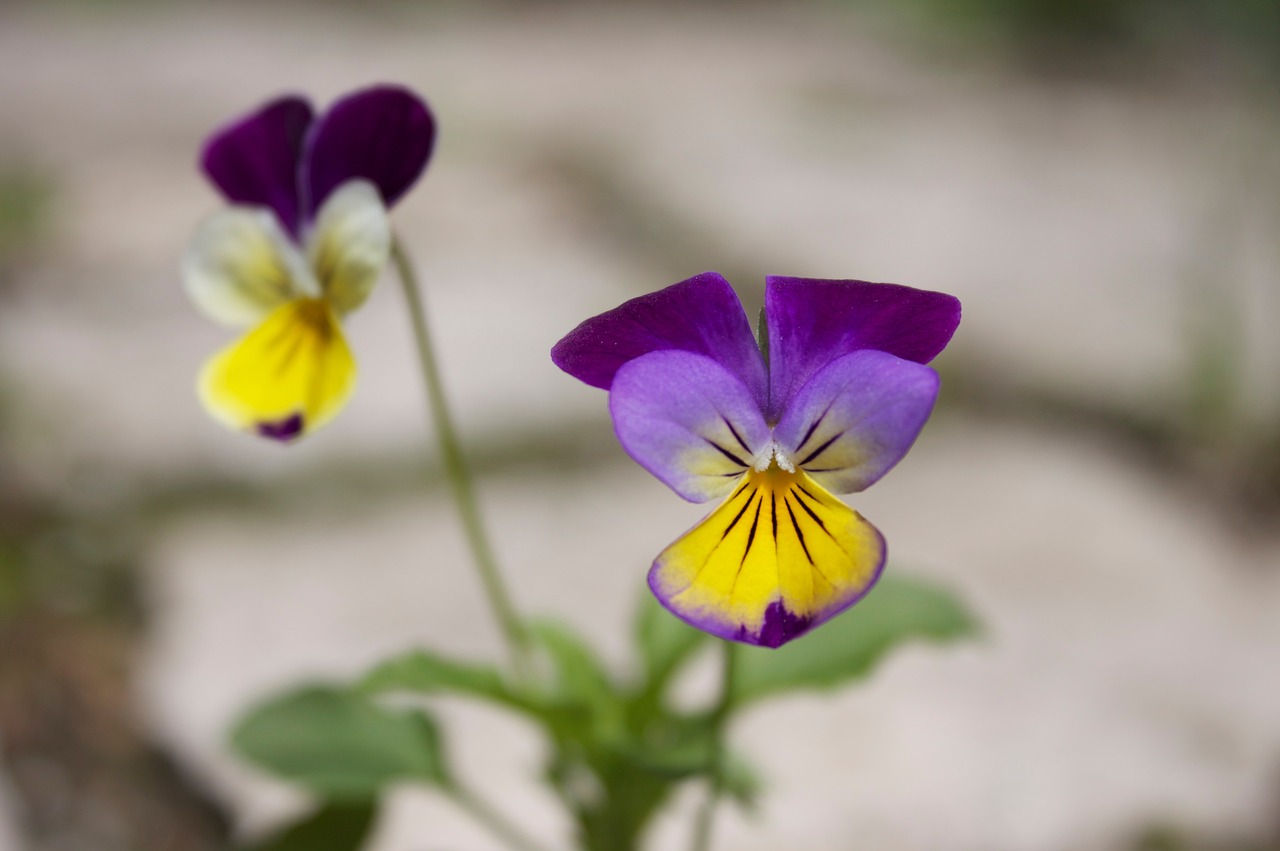 Alavijo Gėlė, Makro, Altas, Augalas, Violetinė, Žydėti, Pavasaris, Žiedlapis, Žydi, Geltona