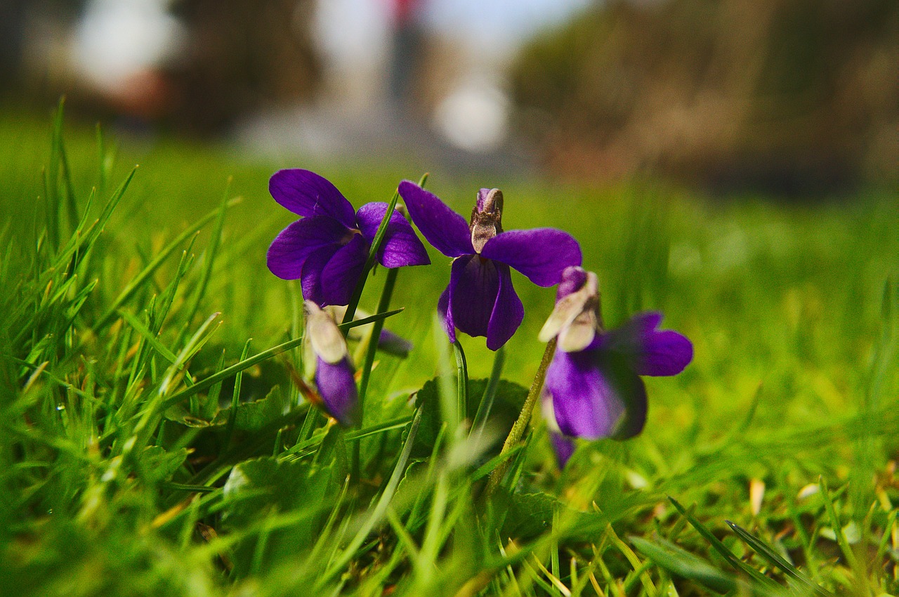 Viola Silvestris, Violets, Pavasaris, Nemokamos Nuotraukos,  Nemokama Licenzija