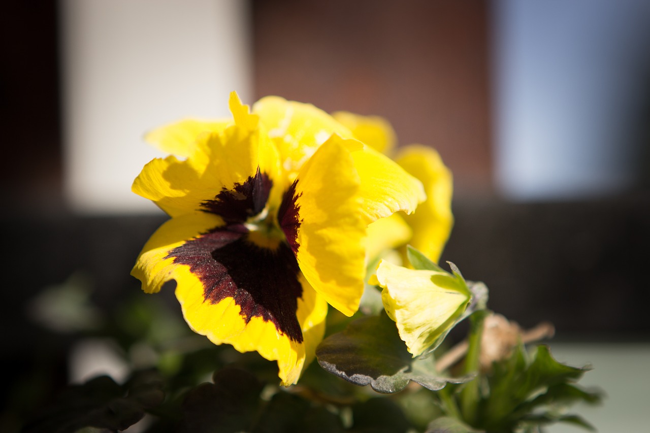 Viola Tricolor,  Gėlė,  Sodas,  Augintiniai,  Geltona,  Vasara,  Pavasaris,  Augalų,  Botanika,  Žiedlapiai