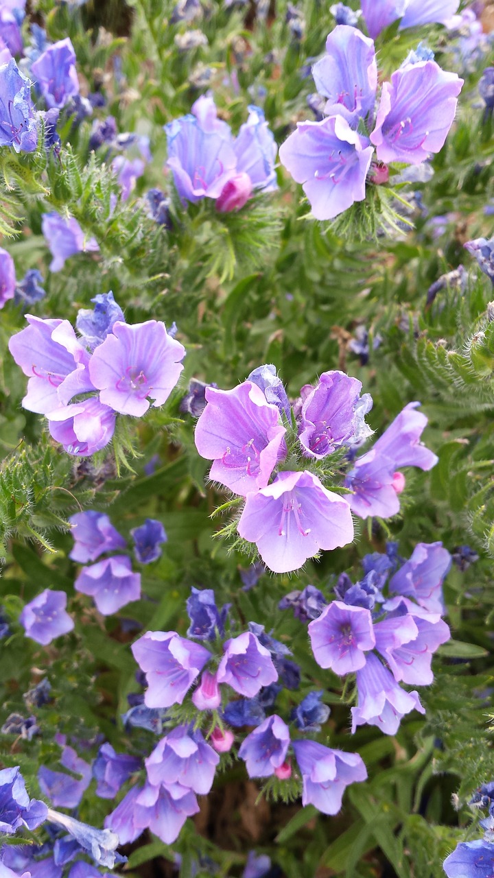 Violetinė, Žalias, Gėlė, Nemokamos Nuotraukos,  Nemokama Licenzija