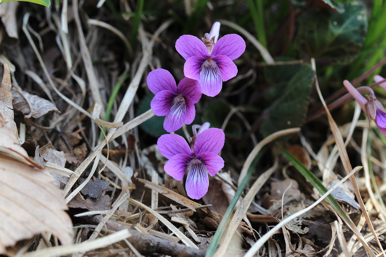 Violetinė, Gėlė, Laukiniai, Wildflower, Gėlių, Žydi, Žydėti, Gamta, Laukinė Gėlė, Nemokamos Nuotraukos