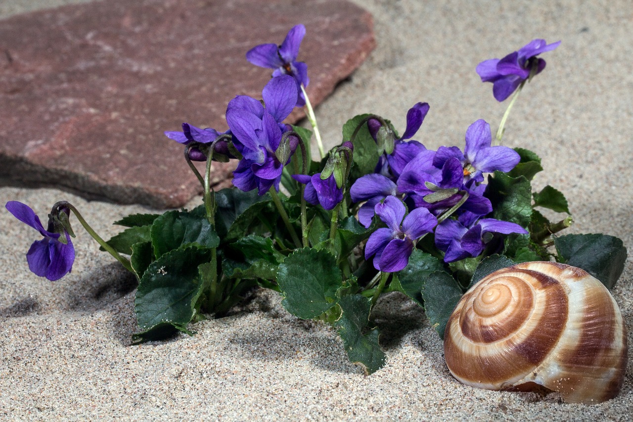 Violetinė, Žiedas, Žydėti, Violetinė Gamykla, Pavasaris, Altas, Nemokamos Nuotraukos,  Nemokama Licenzija