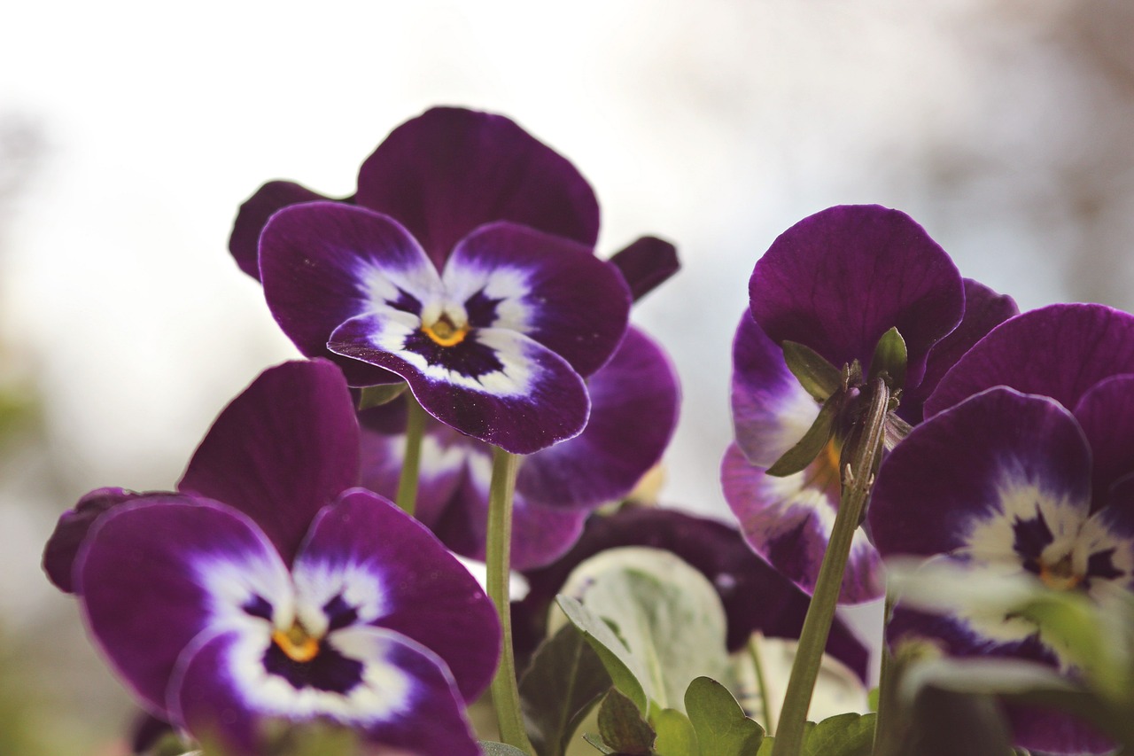 Violetinė, Gėlės, Pavasaris, Purpurinės Gėlės, Purpurinė Gėlė, Augalas, Spalva, Žiedlapiai, Vasara, Gamta