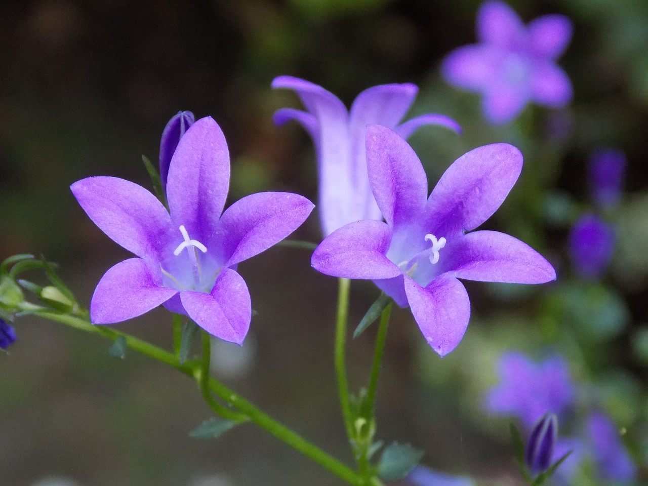 Violetinė, Violaceae, Gėlė, Nemokamos Nuotraukos,  Nemokama Licenzija