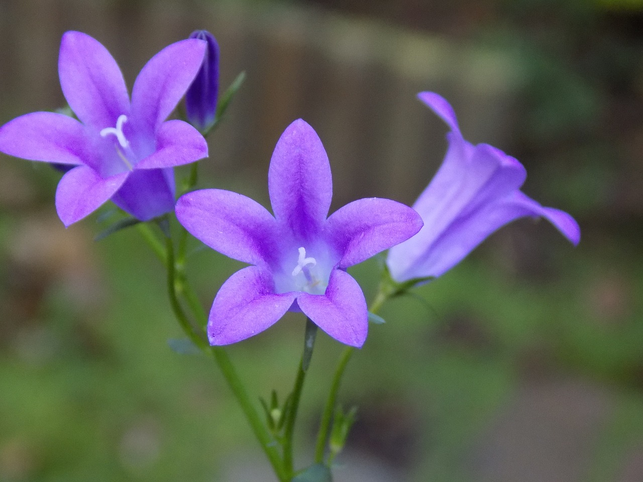 Violetinė, Violaceae, Gėlė, Nemokamos Nuotraukos,  Nemokama Licenzija