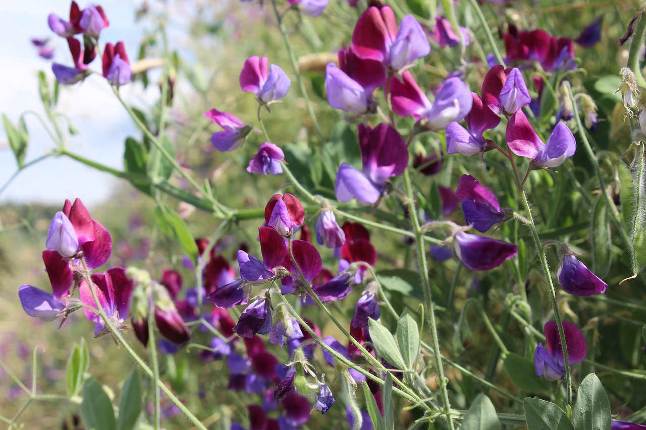 Violetinė, Fuksija, Gamta, Žiedlapiai, Gėlės, Gėlė, Flora, Spalva, Purpurinės Gėlės, Vasara