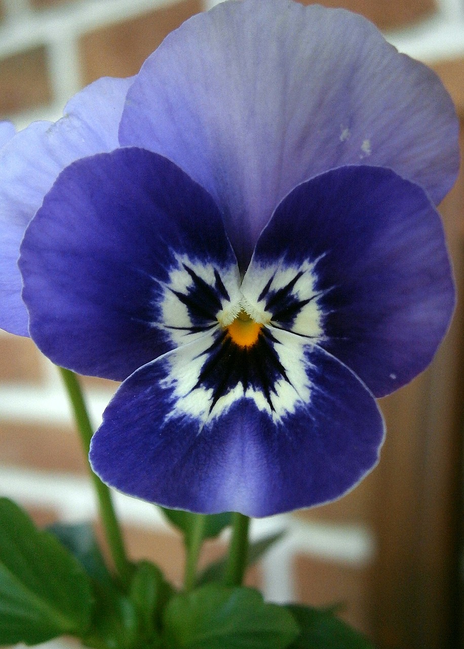 Violetinė, Ragas Violetinis, Viola Cornuta, 400-500, Mėlyna Violetinė, Violetinė, Mėlynas, Žiedas, Žydėti, Gamta