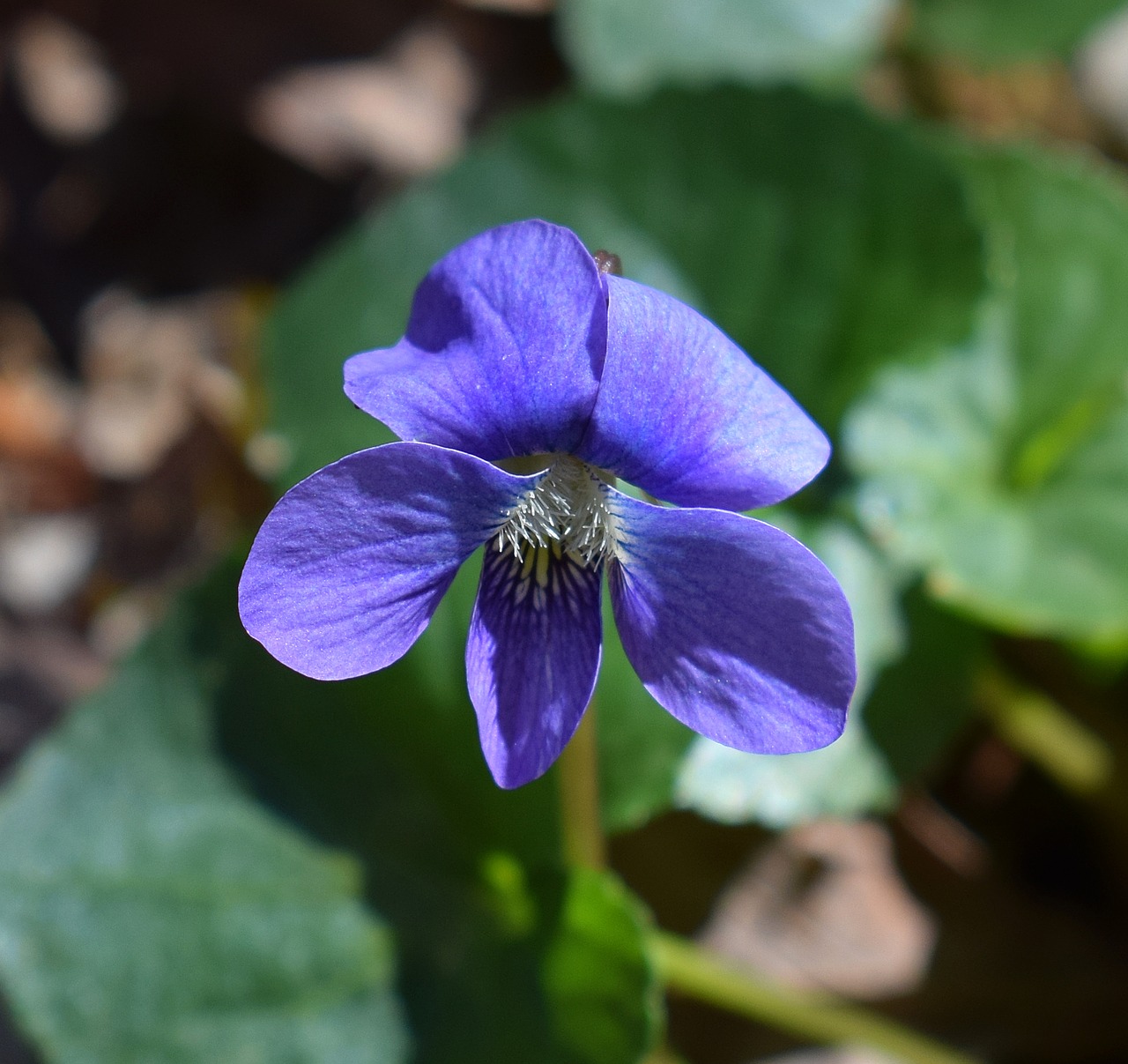 Violetinė, Iš Arti, Wildflower, Gėlė, Žiedas, Žydėti, Augalas, Laukiniai, Gamta, Geltona