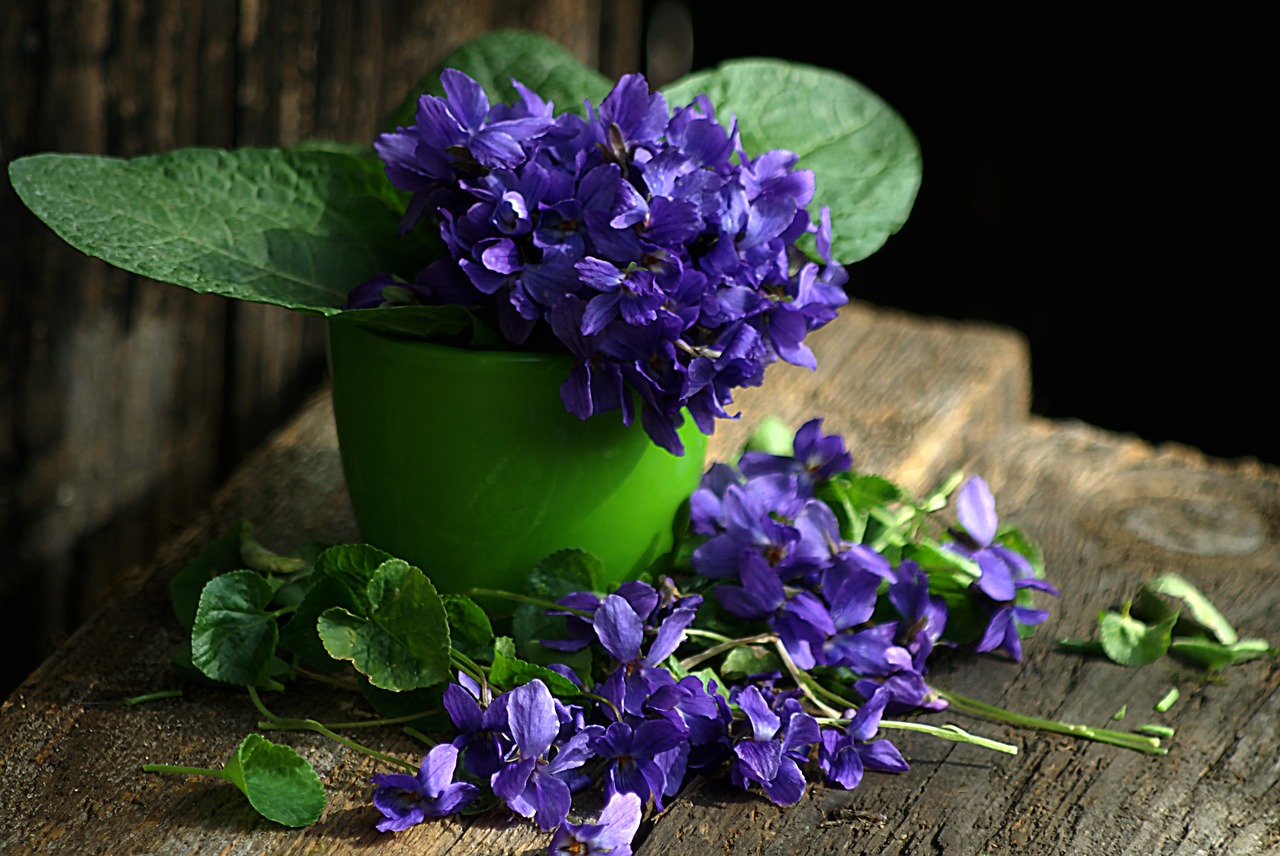 Violetinė, Natiurmortas, Pavasario Gėlės, 1, Nemokamos Nuotraukos,  Nemokama Licenzija