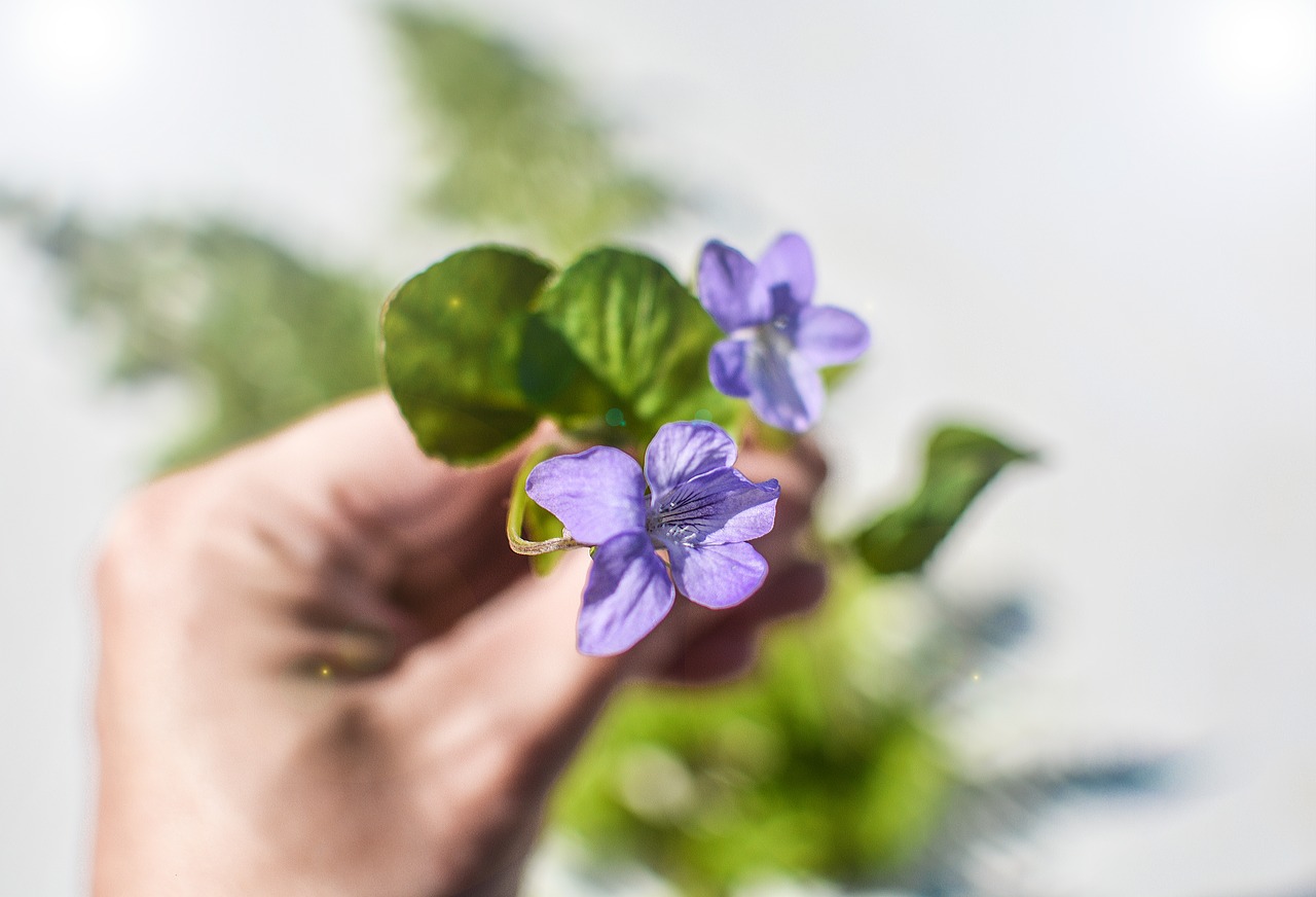 Violetinė, Gėlė, Pavasaris, Gėlių, Violetinė, Žiedas, Vasara, Žydėti, Gamta, Žalias