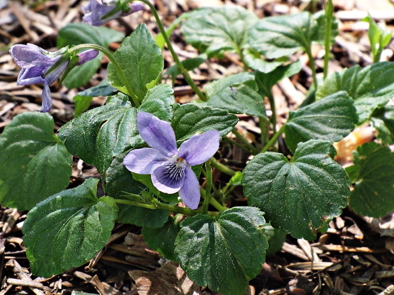 Violetinė, Miško Gėlė, Laukinės Žolelės, Laukinis Augalas, Gamta, Laukinė Žolelė, Žiedas, Žydėti, Pavasaris, Natūropatas