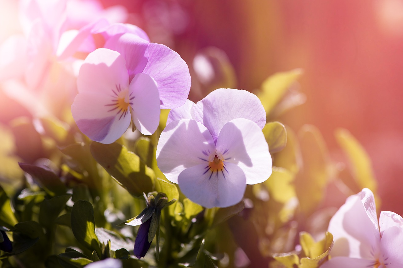 Violetinė, Pansy, Sodo Skėtis, Augalas, Gėlių Augalai, Violaceae, Pavasaris, Gėlės, Sodas, Sode