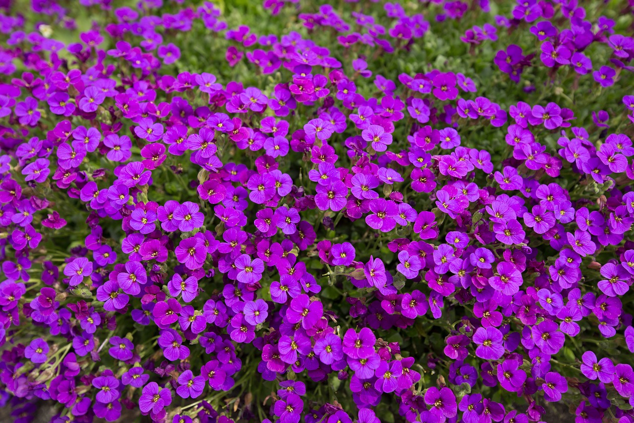 Violetinė, Gėlės, Gamta, Augalas, Violetinė, Altas, Violaceae, Pavasaris, Lova, Sodas