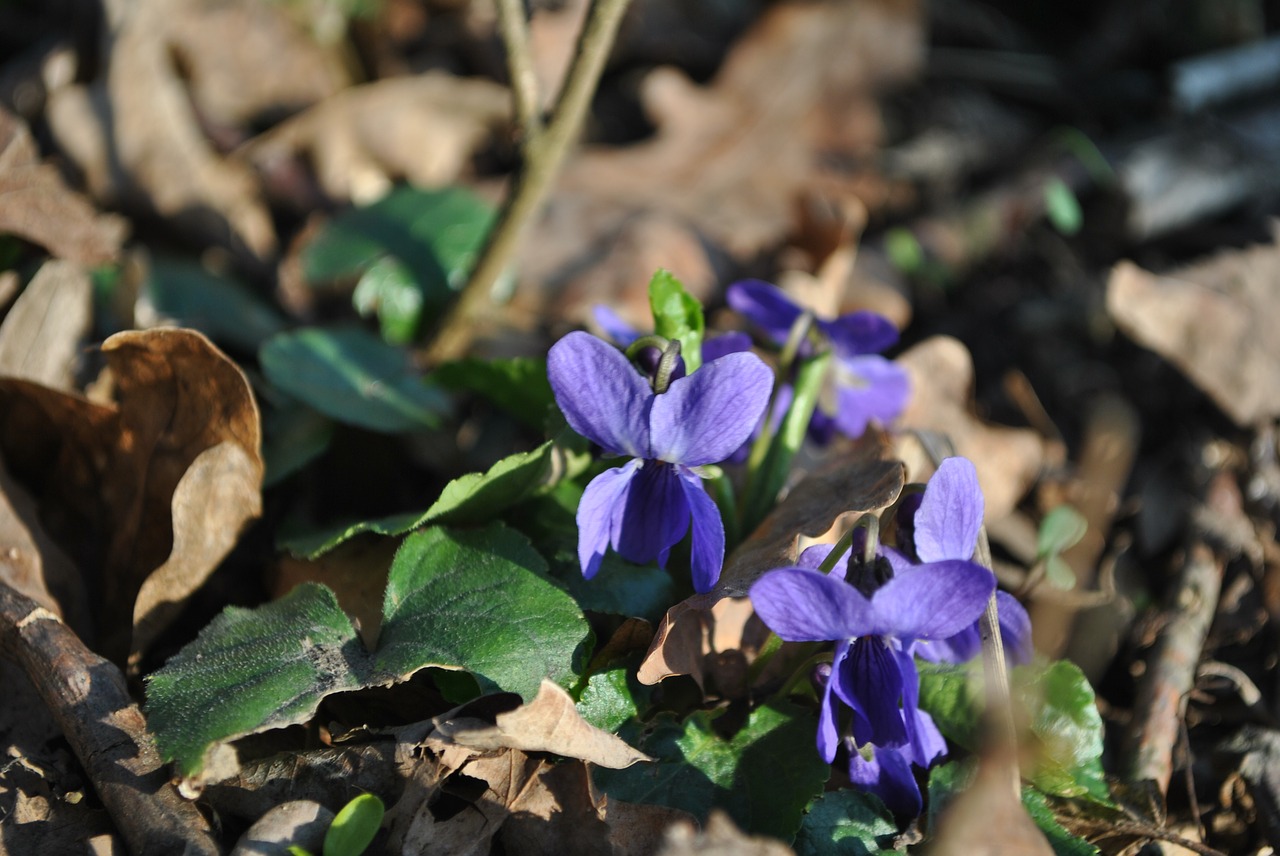 Violetinė, Pavasaris, Gamta, Žydi, Gėlės, Augalai, Augalas, Gėlė, Miškas, Violetinė