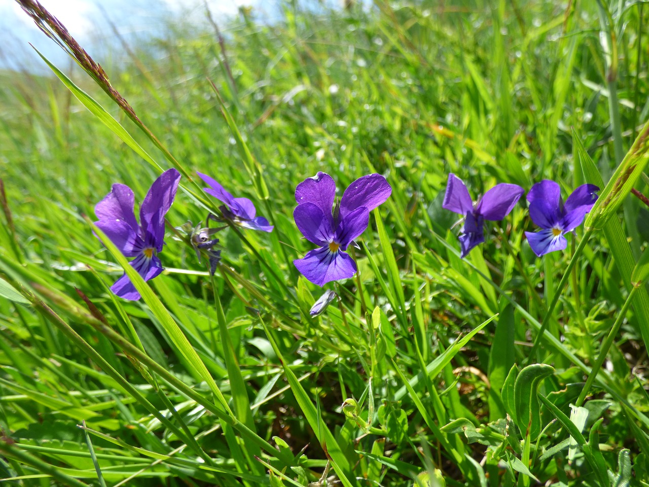 Violetinė, Gėlė, Pridoda, Violets, Kalnas, Vitosha, Žolė, Žalias, Gėlės, Vasara