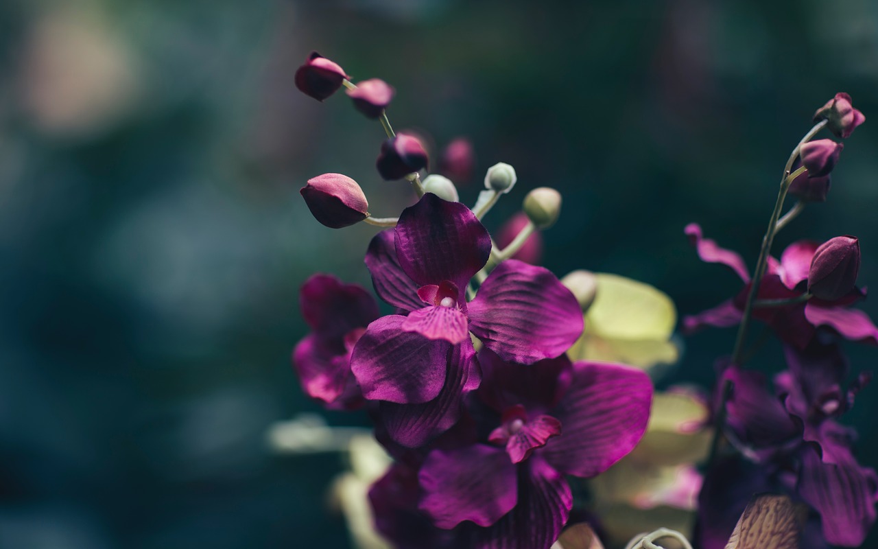 Violetinė, Žiedlapis, Gėlė, Orchidėjos, Sodas, Gamta, Nemokamos Nuotraukos,  Nemokama Licenzija