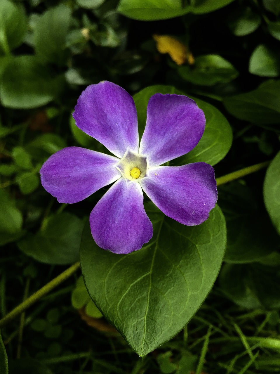 Violetinė, Augalas, Gėlė, Sodas, Šviesus, Šviežias, Natūralus, Gamta, Nemokamos Nuotraukos,  Nemokama Licenzija